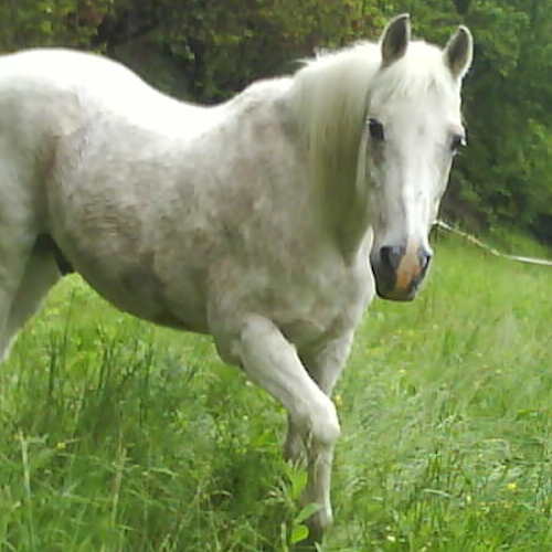 Nadir
